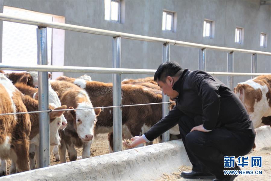 （脫貧攻堅·扶貧印記）（4）“牛書記”帶領牧民發(fā)展“牛產業(yè)”助力脫貧