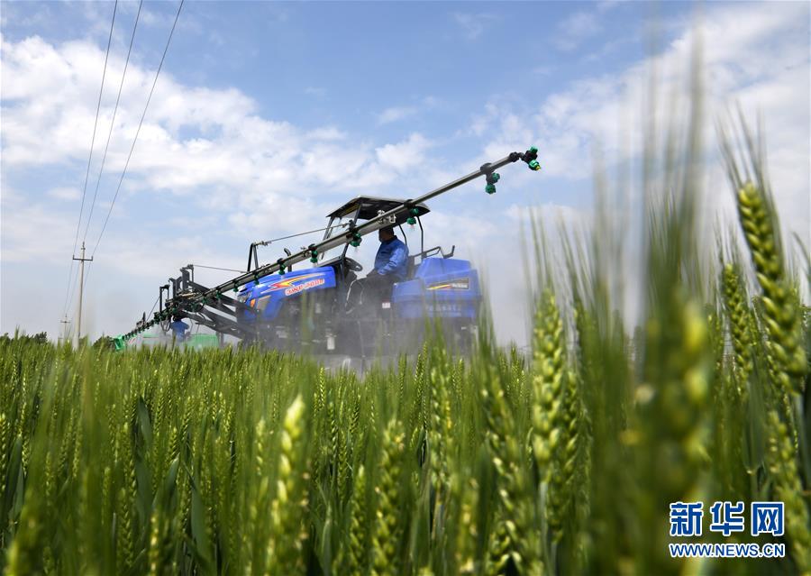 （在習近平新時代中國特色社會主義思想指引下——新時代新作為新篇章·習近平總書記關切事·圖文互動）（7）新農事、新希望——夏收前田間新動態掃描
