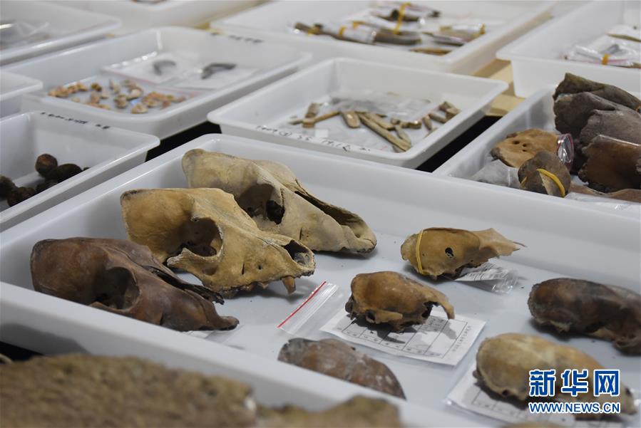 (圖文互動)(3)浙江余姚發現早于河姆渡文化1000年的史前遺址