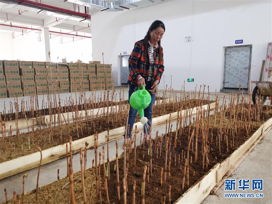 （決戰(zhàn)決勝脫貧攻堅(jiān)·圖文互動）（1）喚醒“沉睡的大山”——“經(jīng)營鄉(xiāng)村”讓烏蒙山極貧鄉(xiāng)變了“模樣”