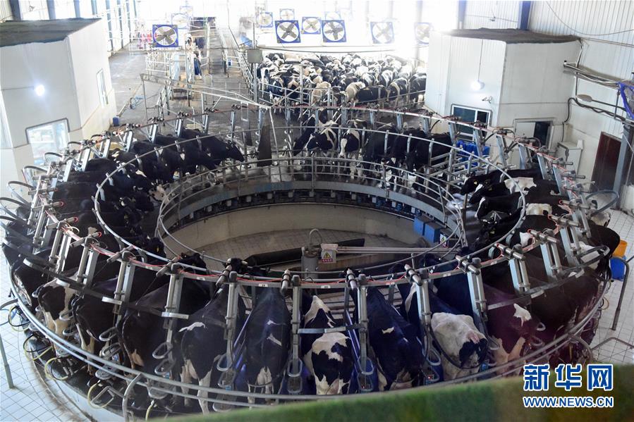 （圖文互動）（2）烏魯木齊：實施“哺育工程” 23萬余學齡前兒童免費喝牛奶