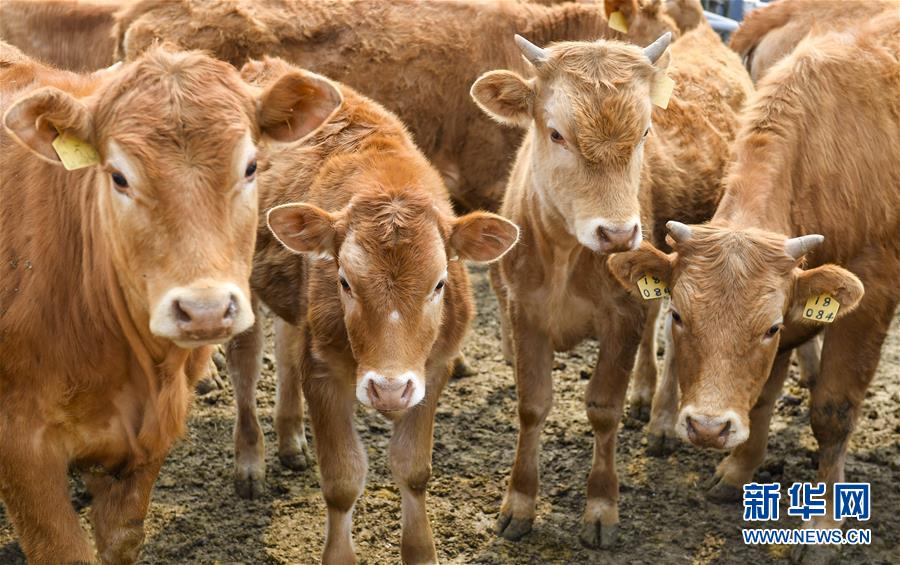 (決戰決勝脫貧攻堅·圖文互動)(6)長白山下唱新篇——吉林延邊州脫貧攻堅觀察