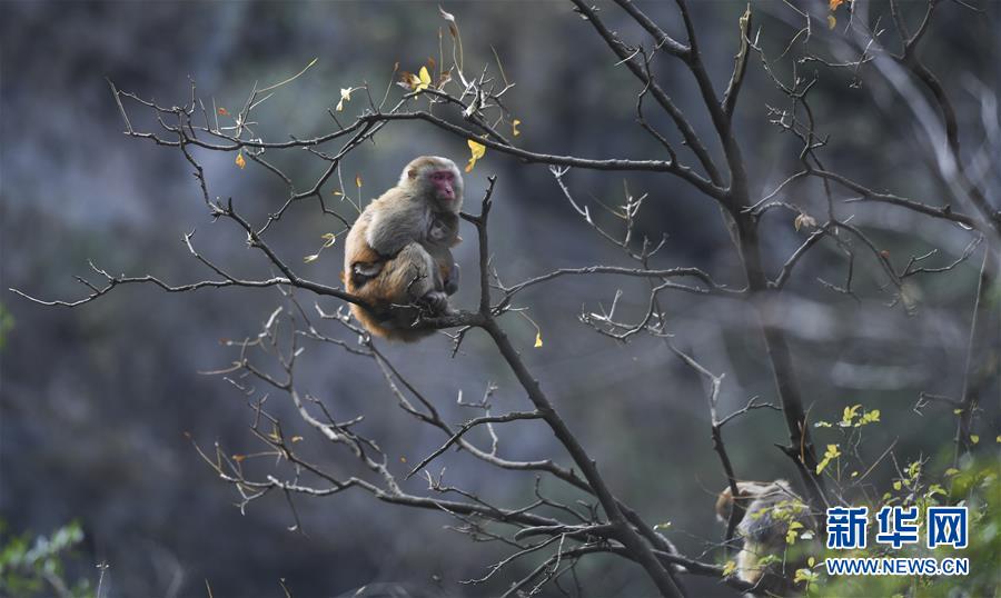 (新華全媒頭條·圖文互動)(9)待到滿山紅葉時——三峽重慶庫區(qū)踐行新發(fā)展理念面面觀
