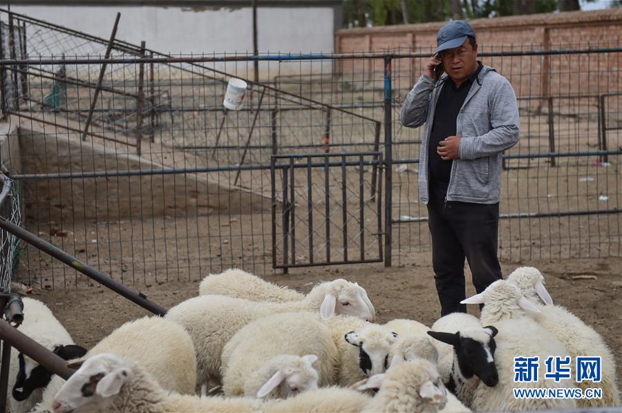 (決戰(zhàn)決勝脫貧攻堅(jiān)·圖文互動)(1)“活羊經(jīng)紀(jì)人”老白