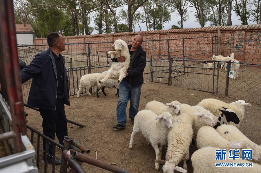 (決戰(zhàn)決勝脫貧攻堅(jiān)·圖文互動)(2)“活羊經(jīng)紀(jì)人”老白