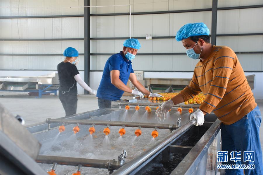 (決戰決勝脫貧攻堅·圖文互動)(3)新疆“杏鄉”:杏果飄香 走出深閨助脫貧