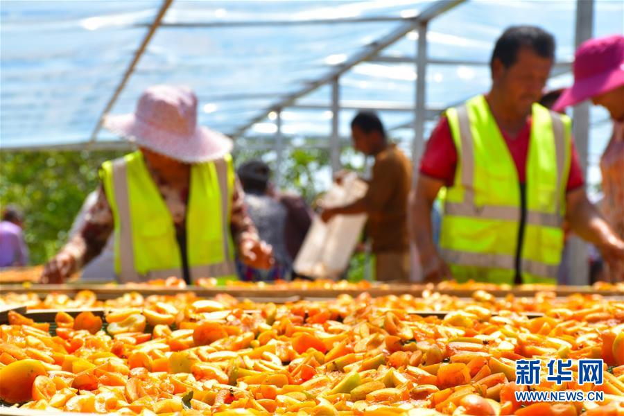 (決戰決勝脫貧攻堅·圖文互動)(5)新疆“杏鄉”:杏果飄香 走出深閨助脫貧