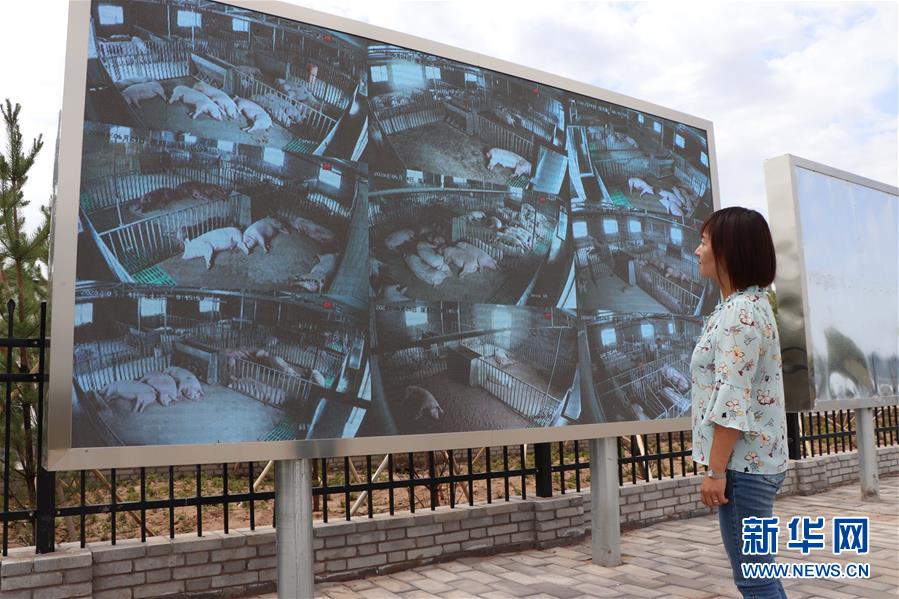 （鄉村振興·圖文互動）（3）內蒙古伊金霍洛旗：自家生豬基地養 環境好來收入旺