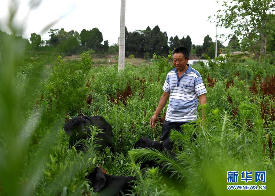 （走向我們的小康生活·圖文互動）（3）擺擺幸福鄉村的新鮮事兒