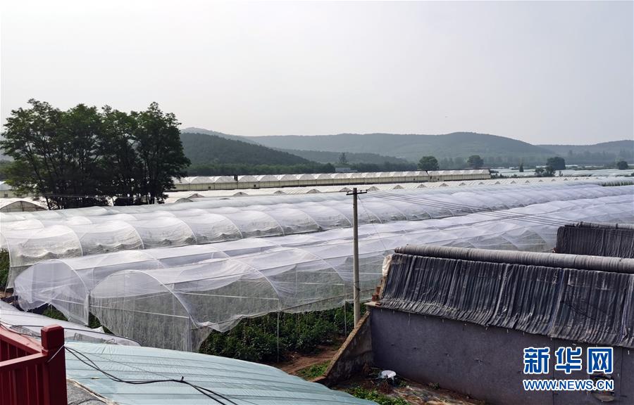 （決戰決勝脫貧攻堅·圖文互動）（2）西紅柿小鎮的“致富經”