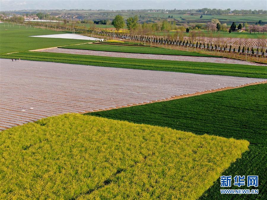(在習(xí)近平新時代中國特色社會主義思想指引下——新時代新作為新篇章·習(xí)近平總書記關(guān)切事·圖文互動)(7)食為政首——穩(wěn)住農(nóng)業(yè)基本盤增添發(fā)展底氣