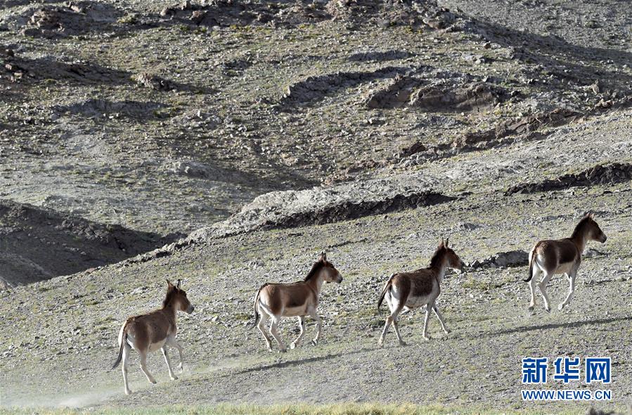 （在習近平新時代中國特色社會主義思想指引下——新時代新作為新篇章·習近平總書記關切事·圖文互動）（1）綠色映底蘊，山水見初心——生態優先、綠色發展持續造福群眾美好生活