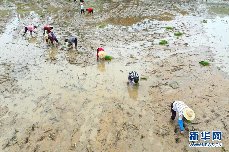 #（經濟）（4）湖南：搶插水稻  生產自救