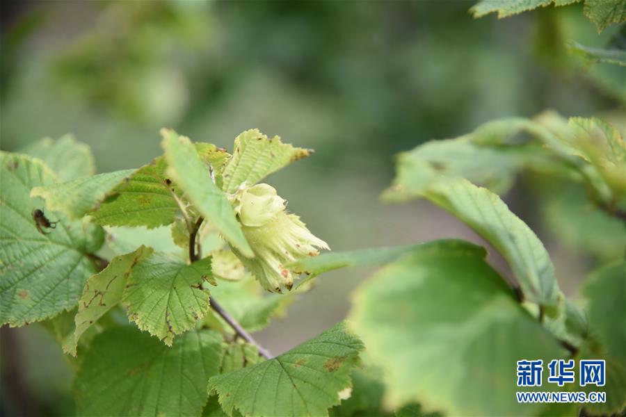 （決戰決勝脫貧攻堅·圖文互動）（2）榛子樹結出“扶貧果”