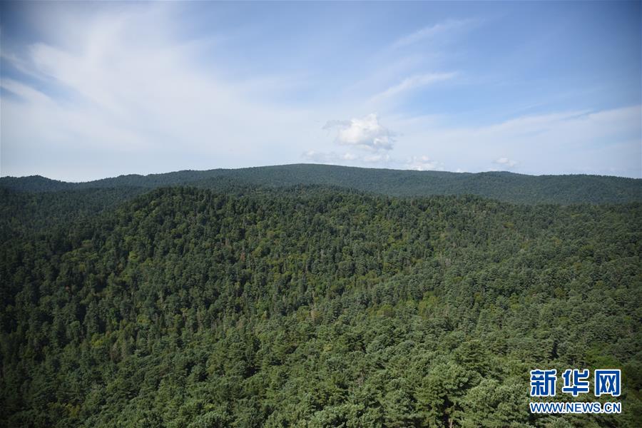 （鄉(xiāng)村振興·圖文互動）守護小興安嶺的“綠色明珠”