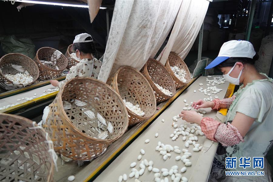 (走向我們的小康生活·圖文互動)(1)綠了青山,紅了日子——秦巴山區群眾繪出小康“調色板”