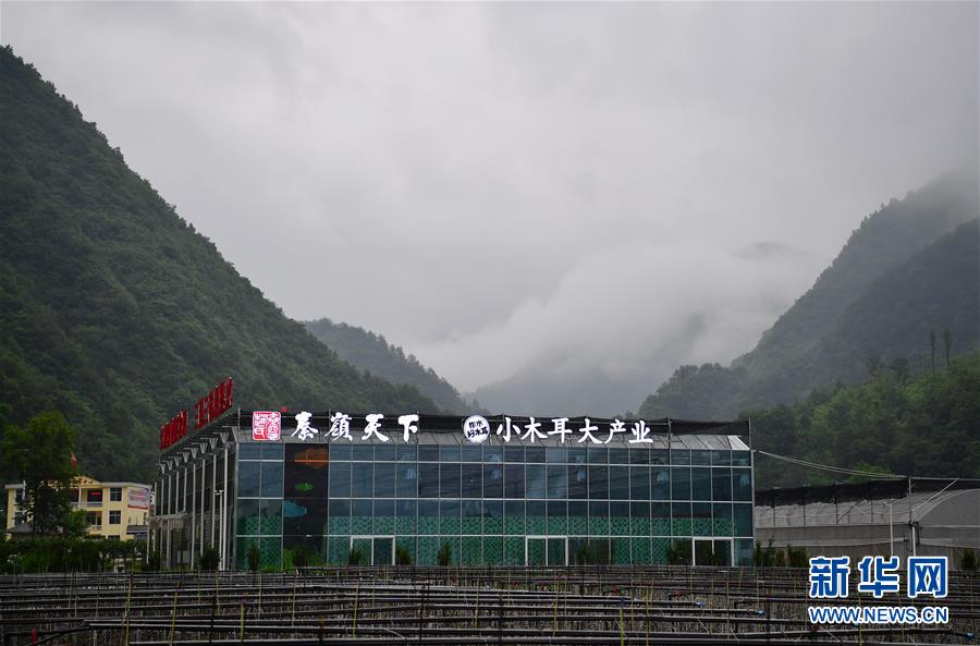 (新華全媒頭條·走向我們的小康生活·圖文互動)(3)蹚出綠色小康路——陜南秦巴山區的脫貧答卷