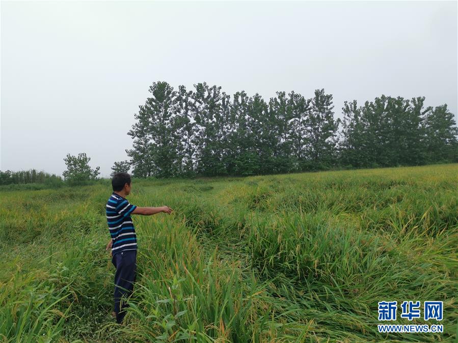 (新華視點(diǎn)·聚焦餐桌外的浪費(fèi)·圖文互動(dòng))(2)顆粒歸倉為何難實(shí)現(xiàn)?我國(guó)糧食收割環(huán)節(jié)損失驚人