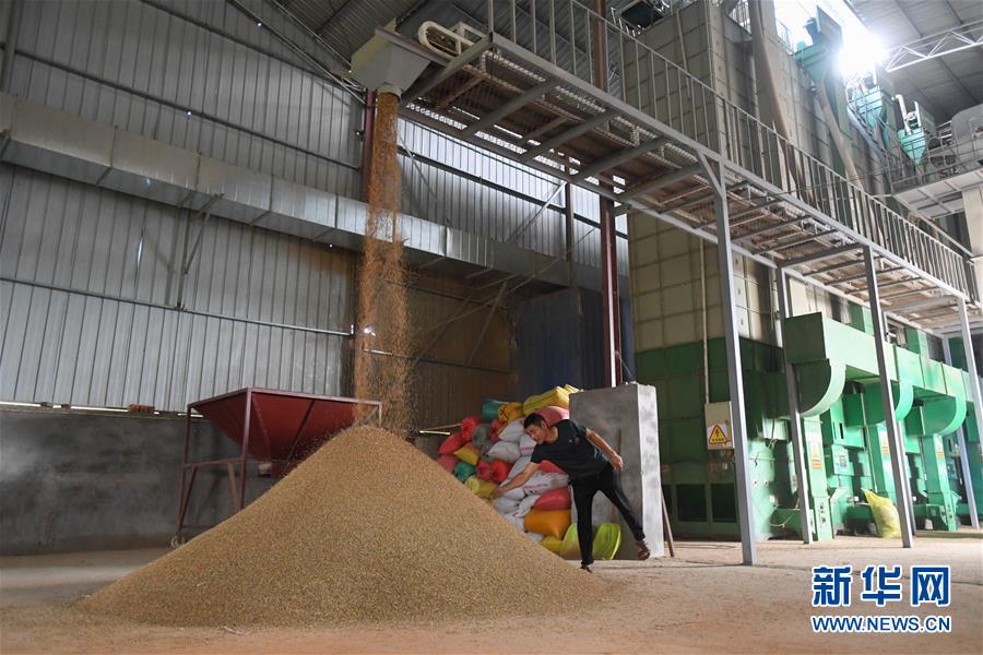 (新華視點·聚焦餐桌外的浪費·圖文互動)(1)農戶儲糧損失達8%!設施普遍簡陋,蟲害霉變堪憂