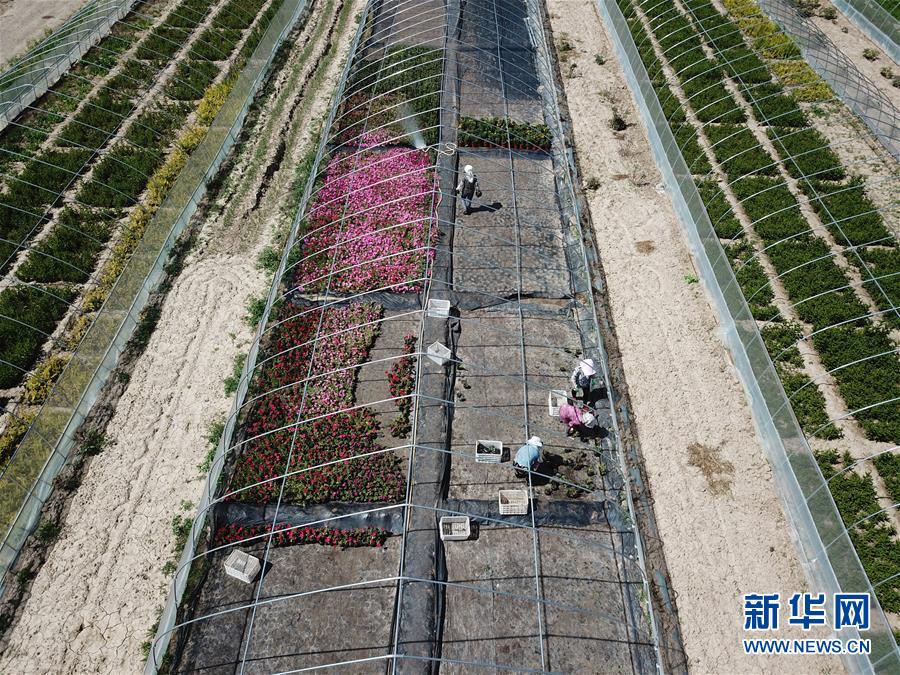 （新華全媒頭條·走向我們的小康生活·圖文互動(dòng)）（1）“苦甲”不再，“甘味”綿長——脫貧攻堅(jiān)的甘肅味道