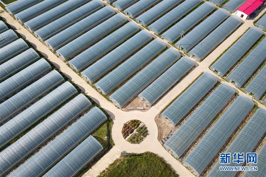 （新華全媒頭條·走向我們的小康生活·圖文互動(dòng)）（11）“苦甲”不再，“甘味”綿長——脫貧攻堅(jiān)的甘肅味道