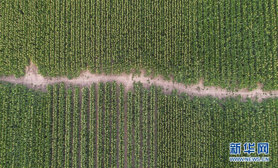 (新華全媒頭條·圖文互動(dòng))(4)為現(xiàn)代農(nóng)業(yè)探新路——來自吉林梨樹的田野報(bào)告