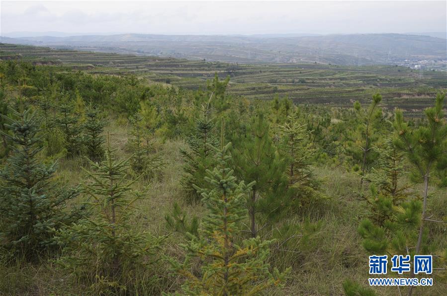 （決戰決勝脫貧攻堅·圖文互動）（1）甘肅定西黃土高坡上，有片“福州林”