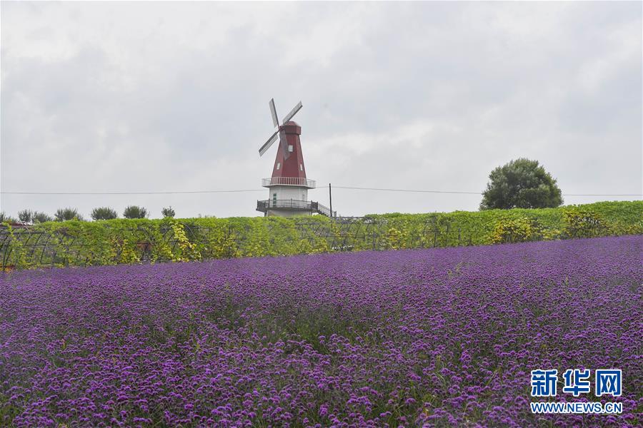 （新華全媒頭條·走向我們的小康生活·圖文互動）（6）黑土地上是我家——在吉林，一瞥中國東北鄉村美麗未來