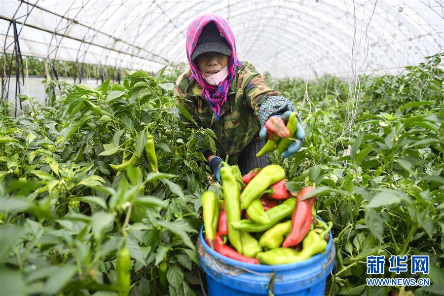 （新華全媒頭條·走向我們的小康生活·圖文互動）（10）黑土地上是我家——在吉林，一瞥中國東北鄉村美麗未來