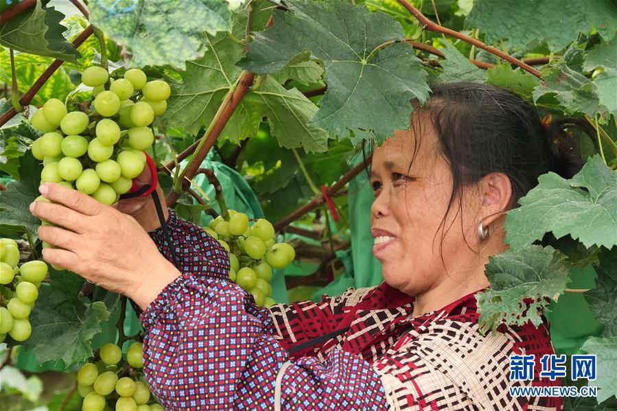 (決戰決勝脫貧攻堅·圖文互動)(2)同飲一江水 攜手“斬窮根”——深圳對口廣西河池、百色扶貧協作見聞