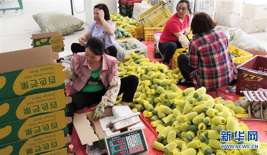 (決戰決勝脫貧攻堅·圖文互動)(3)同飲一江水 攜手“斬窮根”——深圳對口廣西河池、百色扶貧協作見聞
