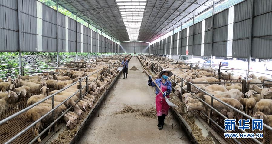 (決戰決勝脫貧攻堅·圖文互動)(5)同飲一江水 攜手“斬窮根”——深圳對口廣西河池、百色扶貧協作見聞