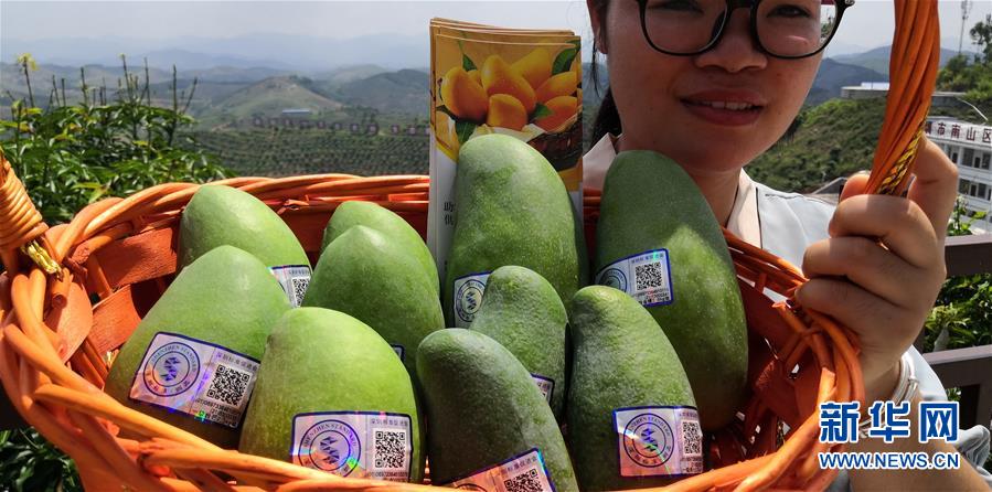 (決戰決勝脫貧攻堅·圖文互動)(7)同飲一江水 攜手“斬窮根”——深圳對口廣西河池、百色扶貧協作見聞