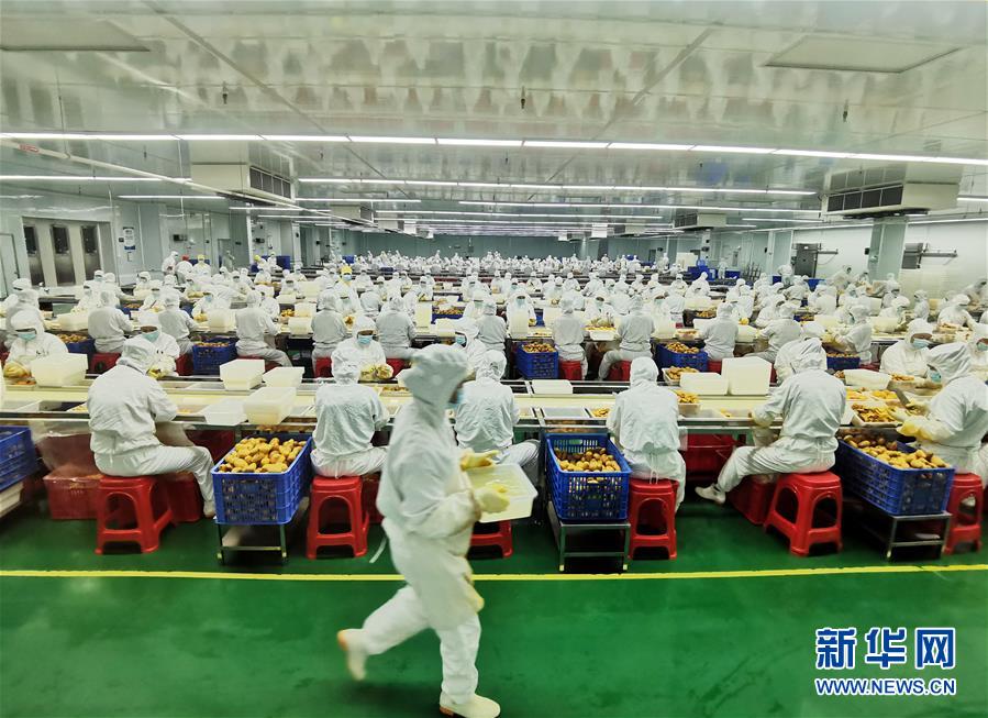 (決戰決勝脫貧攻堅·圖文互動)(8)同飲一江水 攜手“斬窮根”——深圳對口廣西河池、百色扶貧協作見聞