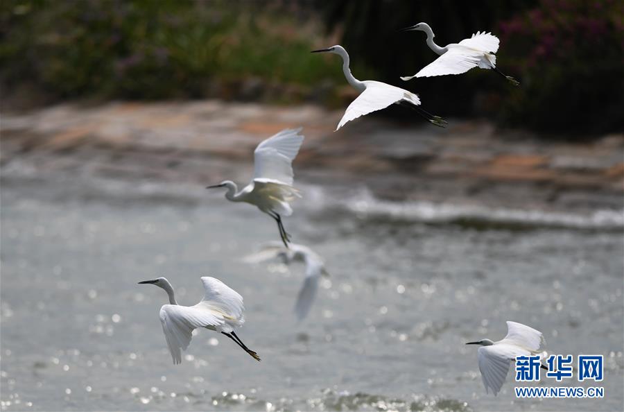 (特區40年?圖文互動)(4)廈庇五洲客 門納萬頃濤——廈門經濟特區40年發展紀實
