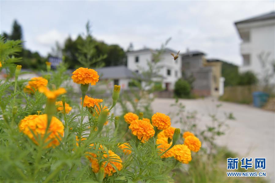 (走向我們的小康生活·圖文互動)(3)從廢棄礦山到生態“福地”——江西尋烏戰荒記