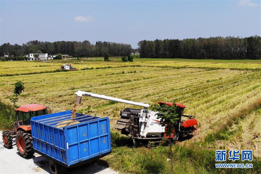(新華全媒頭條·圖文互動)(9)天道酬勤的大地贊歌——寫在第三個中國農民豐收節之際