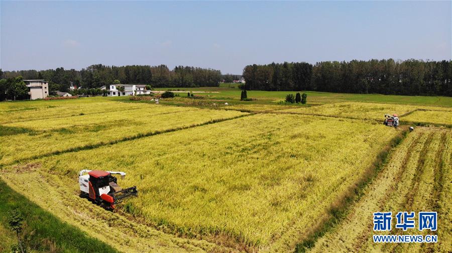 (新華全媒頭條·圖文互動)(11)天道酬勤的大地贊歌——寫在第三個中國農民豐收節之際