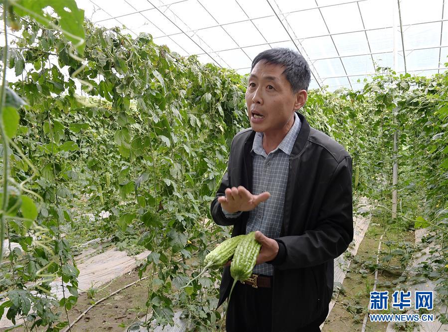 （走向我們的小康生活·決戰(zhàn)決勝脫貧攻堅·圖文互動）（4）高原喜見“壽光綠”——“世界屋脊”上的蔬菜發(fā)展奇跡