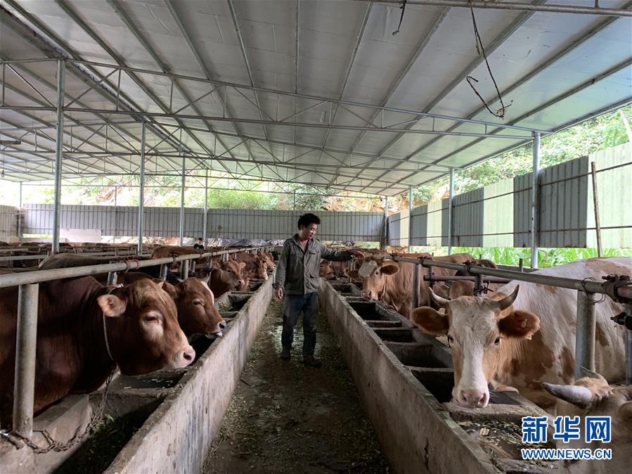 (新華全媒頭條·圖文互動(dòng))(3)決戰(zhàn)千山萬弄間——廣西“極貧角落”最后攻堅(jiān)記