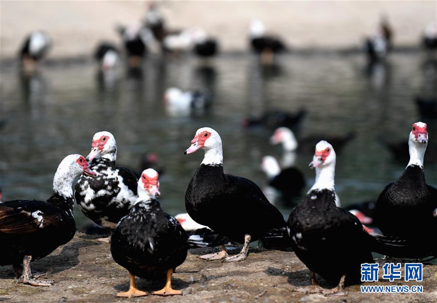 (決戰決勝脫貧攻堅·圖文互動)(6)17代人追逐的夢想實現了——記冀南平原劉秋口村變遷