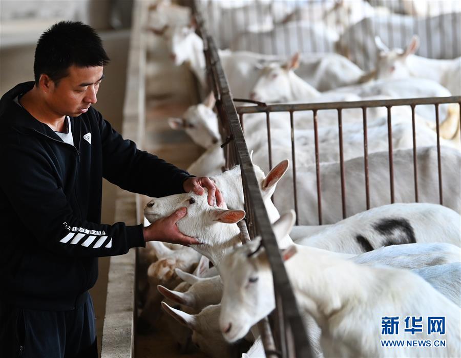 (五中全會精神在基層·圖文互動)(1)大學(xué)生“羊倌”成了致富“領(lǐng)頭羊”