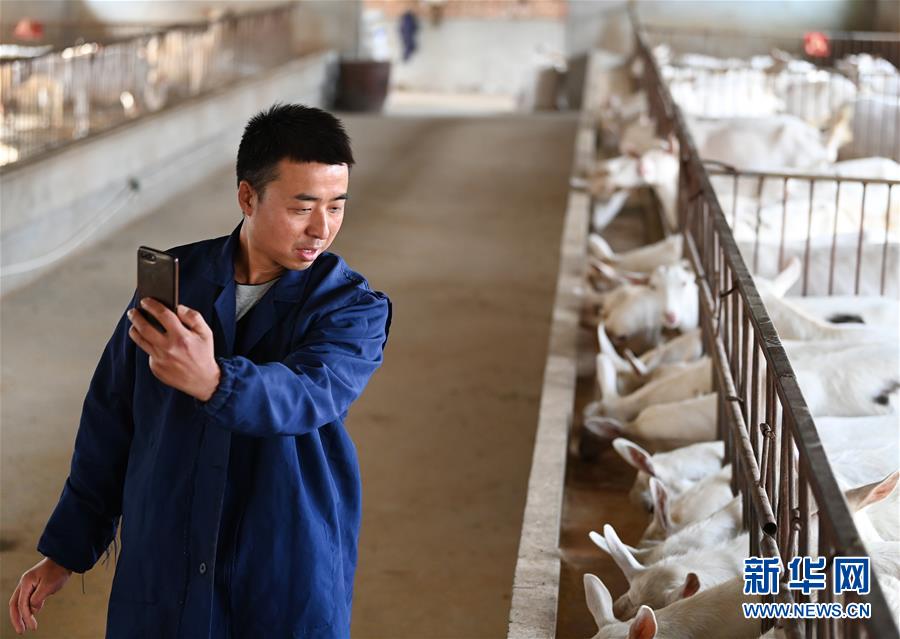 (五中全會精神在基層·圖文互動)(2)大學(xué)生“羊倌”成了致富“領(lǐng)頭羊”