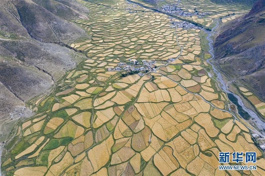 (新華全媒頭條·圖文互動)(9)愿做高原一粒種 化作金穗撒人間——追記我國青稞研究專家尼瑪扎西