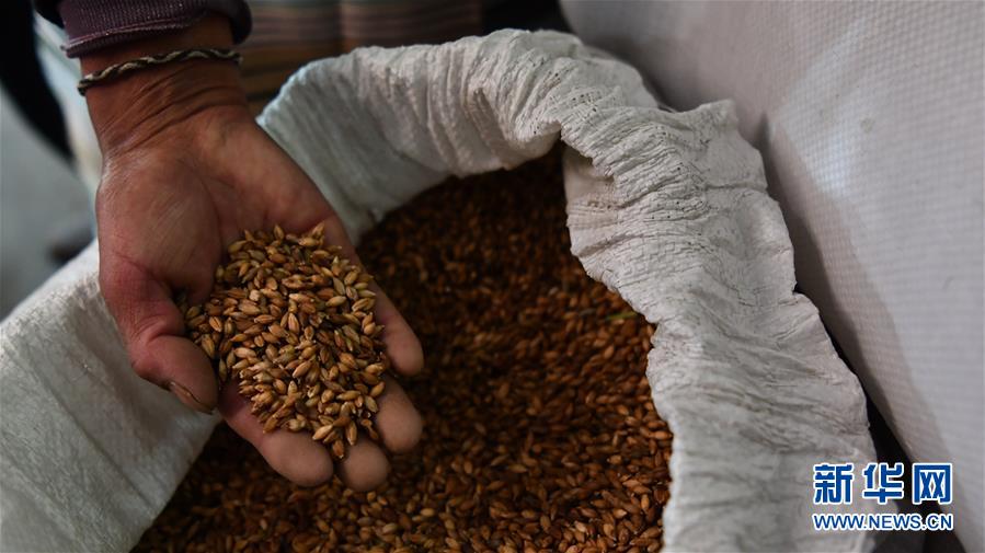 (新華全媒頭條·圖文互動)(11)愿做高原一粒種 化作金穗撒人間——追記我國青稞研究專家尼瑪扎西