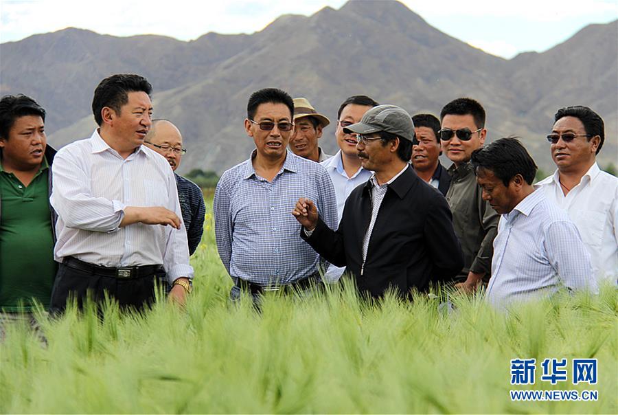 (新華全媒頭條·圖文互動)(2)愿做高原一粒種 化作金穗撒人間——追記我國青稞研究專家尼瑪扎西