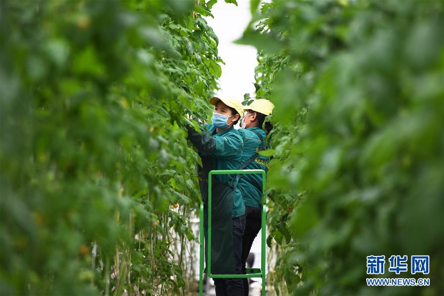 (五中全會精神在基層·圖文互動)(1)從黃土荒坡到萬畝良田——蘭州新區現代農業發展“變奏曲”