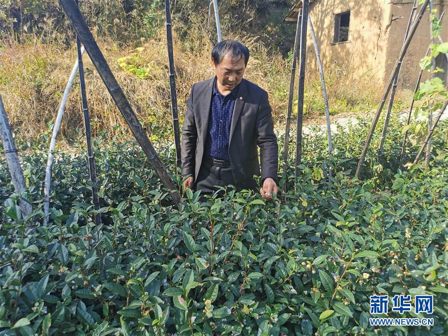 （決戰決勝脫貧攻堅·圖文互動）（2）咬定“茶”山不放松——安徽大別山區石佛村依靠茶產業脫貧致富見聞