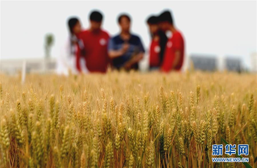 （在習近平新時代中國特色社會主義思想指引下——新時代新作為新篇章·總書記關(guān)心的百姓身邊事·圖文互動）（2）“農(nóng)”字頭照樣“大”作為——豐收時節(jié)看涉農(nóng)高校人才在希望的田野