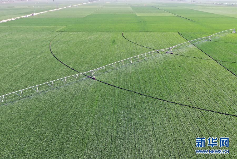 （在習(xí)近平新時(shí)代中國(guó)特色社會(huì)主義思想指引下——新時(shí)代新作為新篇章·習(xí)近平總書記關(guān)切事·圖文互動(dòng)）（4）新農(nóng)事、新希望——夏收前田間新動(dòng)態(tài)掃描